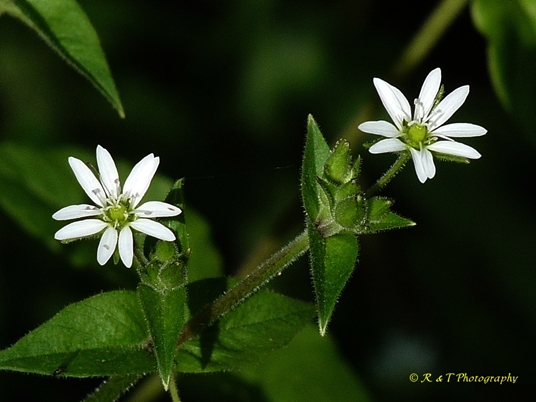 {Stellaria neglecta}